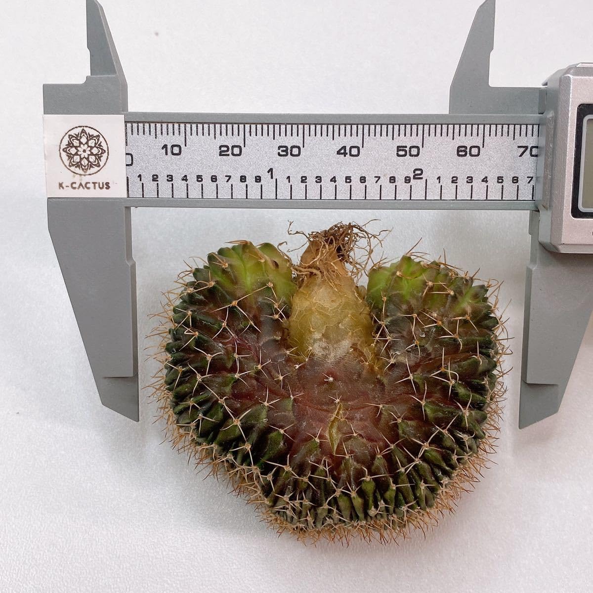 Amazon.co.jp: LB2178綴化！多肉植物 サボテン ギムノカリキウム