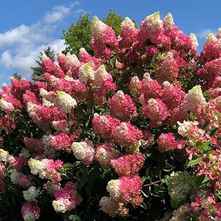 White Hydrangea Seeds