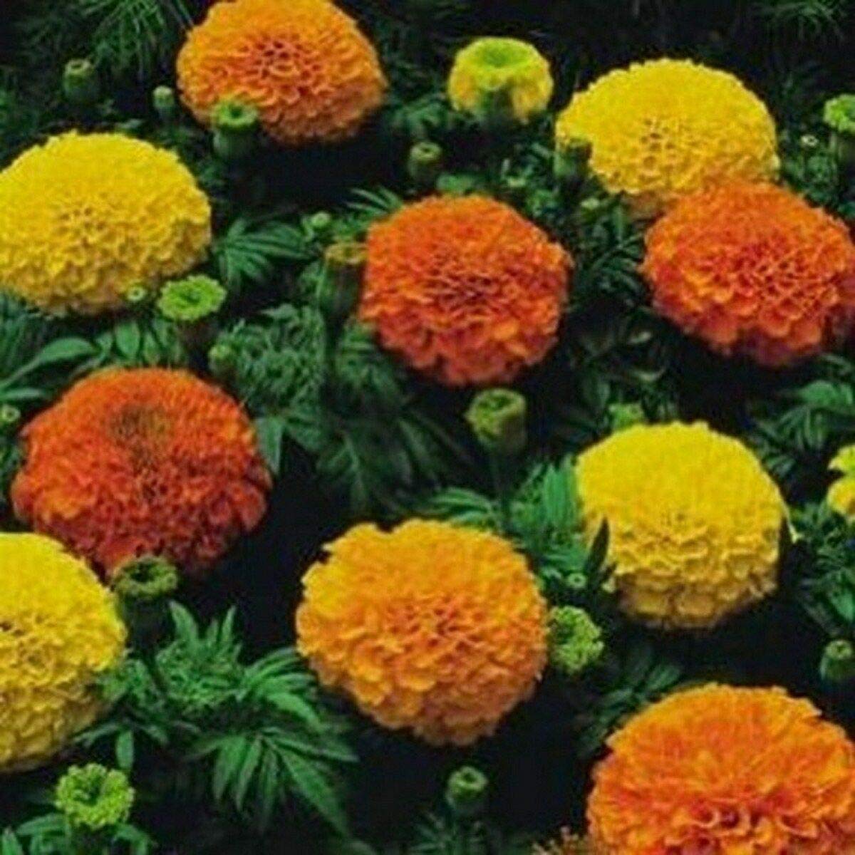 Marigold- Cracker Jack Mix- 100 Seeds