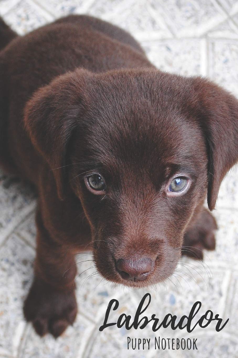 Labrador Puppy Notebook: Chocolate Labrador puppy notebook/Journal/ Idea book