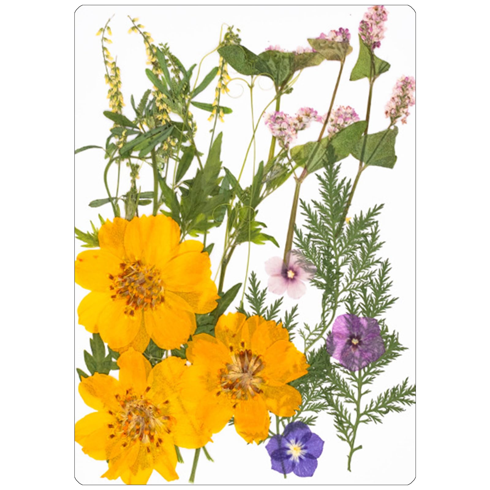 Jazuaiao 18Pieces Dried Flower Art Supplies for Cards Creative and Permanent Plant Displays Dry Flower