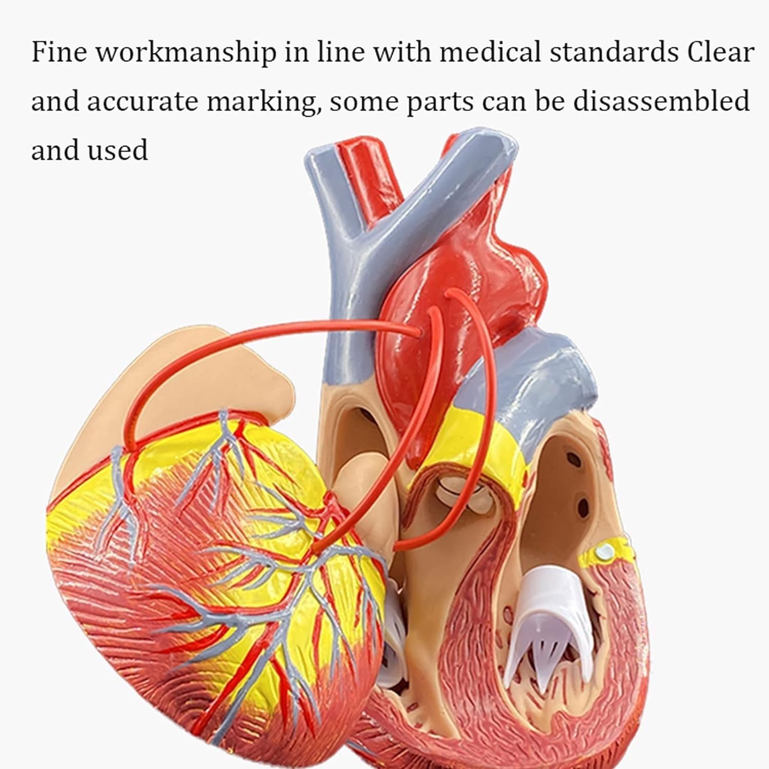 Herramienta De Enseñanza Modelo De Derivación Cardíaca Anatomía, Corazón Humano Con 2 Partes Desmontables Para Laboratorios Cardíacos, Enseñanza Médica Anatomía Médica