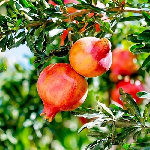 Miniatura 6 de Planta viva de granada enana, 12-16 pulgadas de alto, maceta de medio galón, planta de granada roja viva, árbol frutal de granada dulce