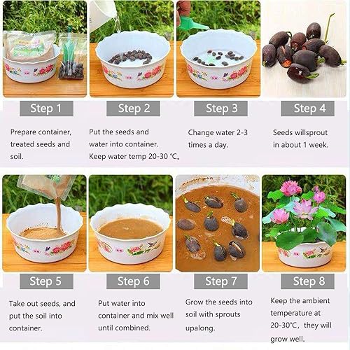 Miniatura 4 de Lotus Flower Seeds for Home Planting Ornamental, Mixed Pink & Red Flower, Can Purify Water and Air, Aquatic Plant for Courtyard, Hotel, Goldfish