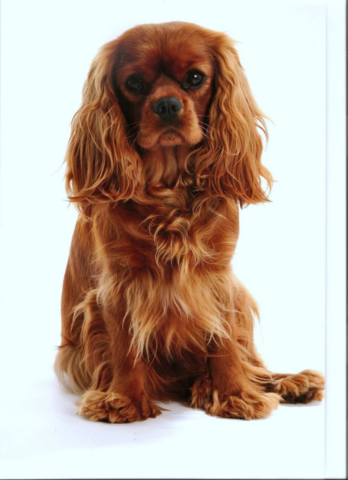 Syntego 5D Diamantmalerei Set Für Erwachsene – Cavalier King Charles Spaniel, 40x30 Cm, Mit Runden Kristallsteinen