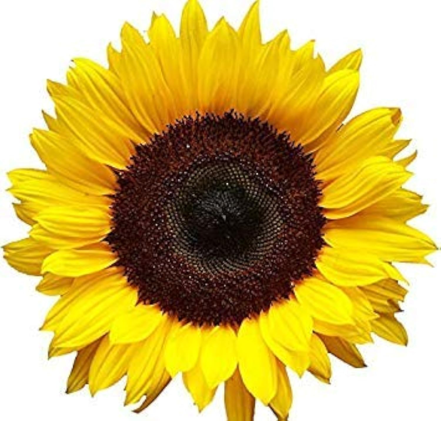 MR3Graphics Magnet Sunflower Magnetic Car Sticker Decal Bumper Magnet Vinyl 5"