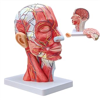 Life-Size Human Head Model with Removable Brain Detailed Neurovascular and Muscular Anatomy, Includes Ear and Educational Charts for Medical Learning