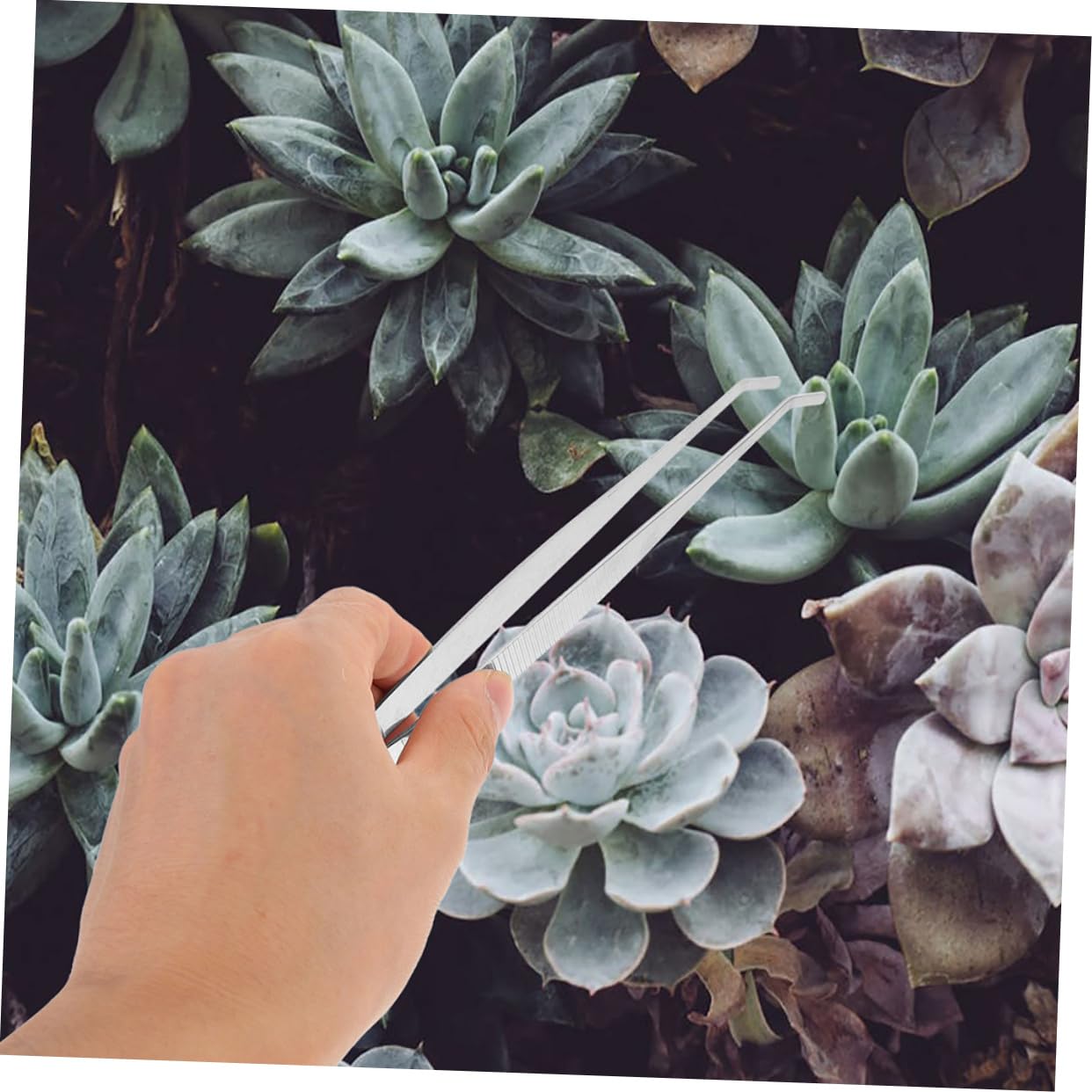 Levemolo Succulent Tweezers 4pcs Small Gardening Tools Multi-functional Leaf Tweezers for Gardening Supplies