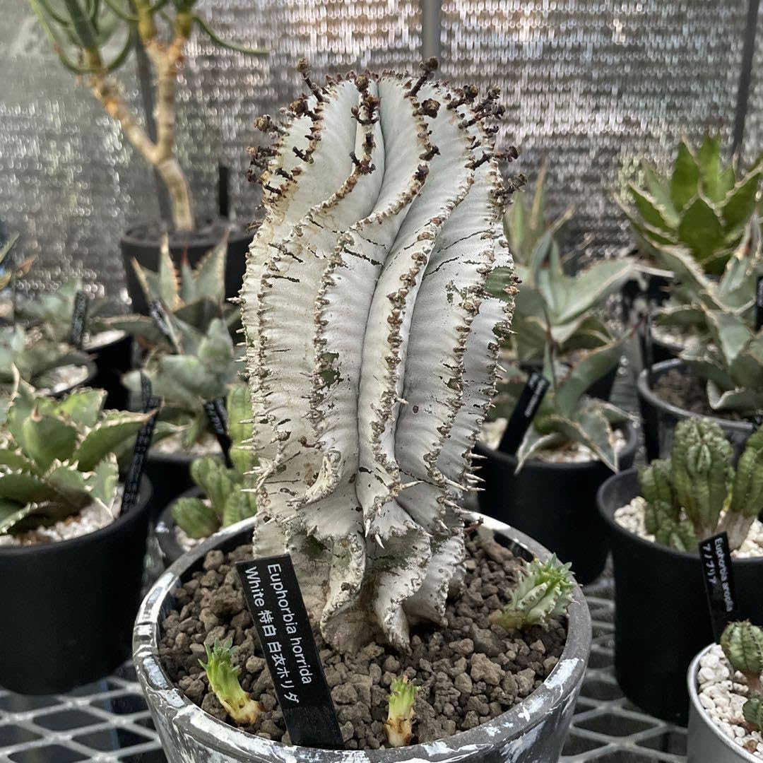 Amazon.co.jp: ユーフォルビア 特白 白衣ホリダ 子株3つ付き 5号