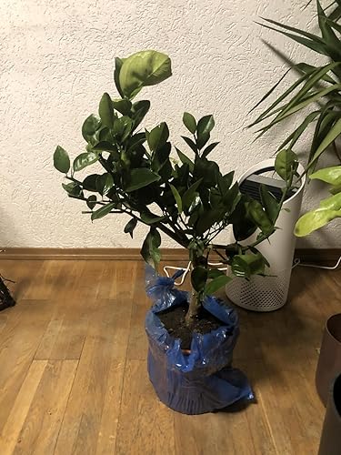 Citrus sinensis Orangenbaum 70100 cm  Echte Apfelsine Zitruspflanze,  mediterrane Zimmerpflanze, bedingt winterhart, duftend, essbare Frchte,  dekorativer Orangenbaum fr Haus & Terrasse : Amazon.de: Garten