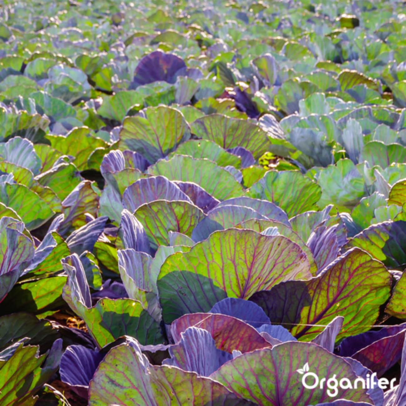 Universal Gartendünger - 20kg = 200m2 | Hochwertiger Dünger Für Alle Gartenpflanzen - Fördert Kräftiges Wachstum Und Reiche Blüte - Organifer