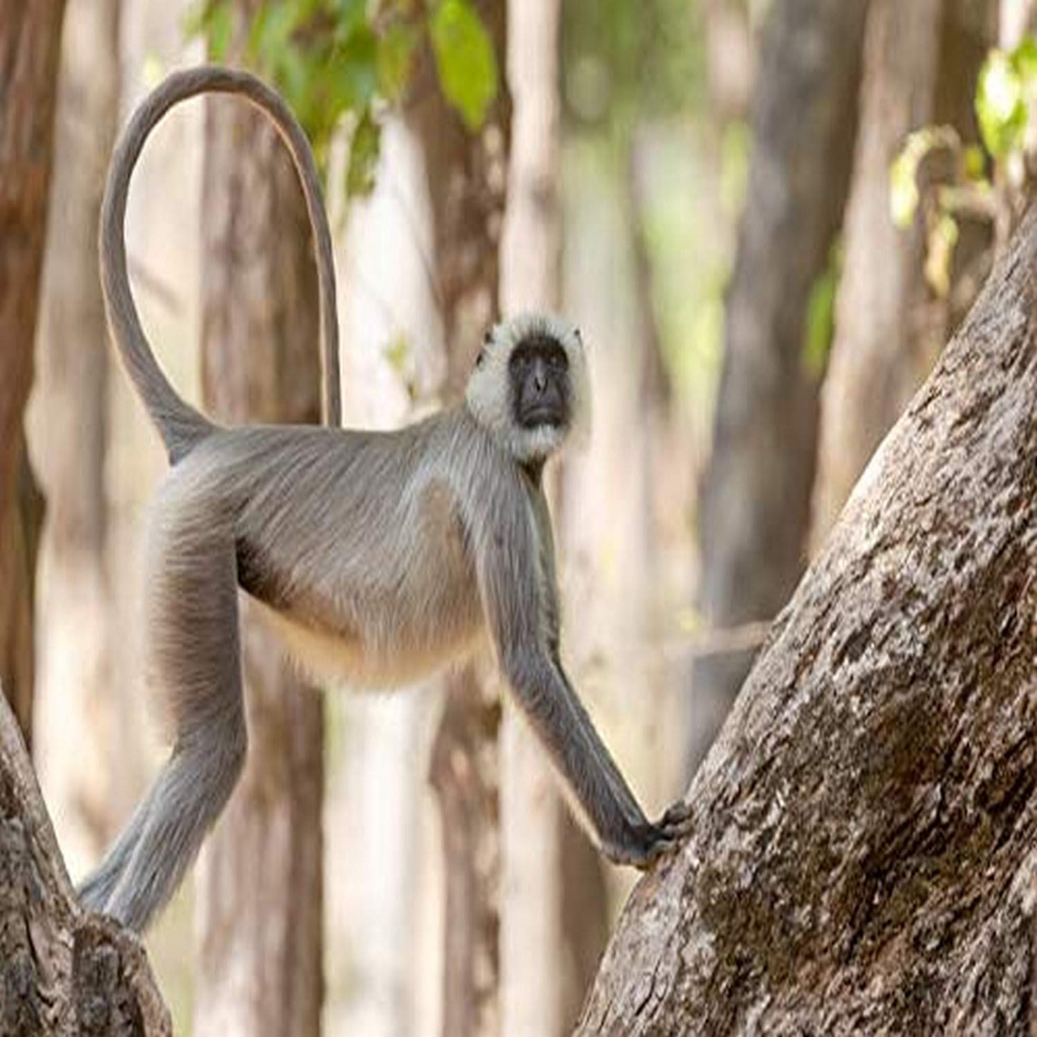 Posterazzi PDDAS10EGO0047LARGE Indie, Madhya Pradesh, Park Narodowy Kanha. Langur spoczywający na drzewach pokazujący swój długi, wdzięczny ogon, którego używa do wyważenia zdjęcia druku, 36 x 24