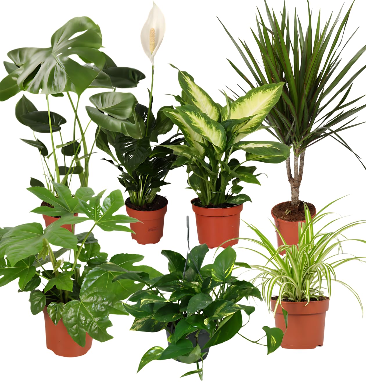 philodendron black cardinal 5.39