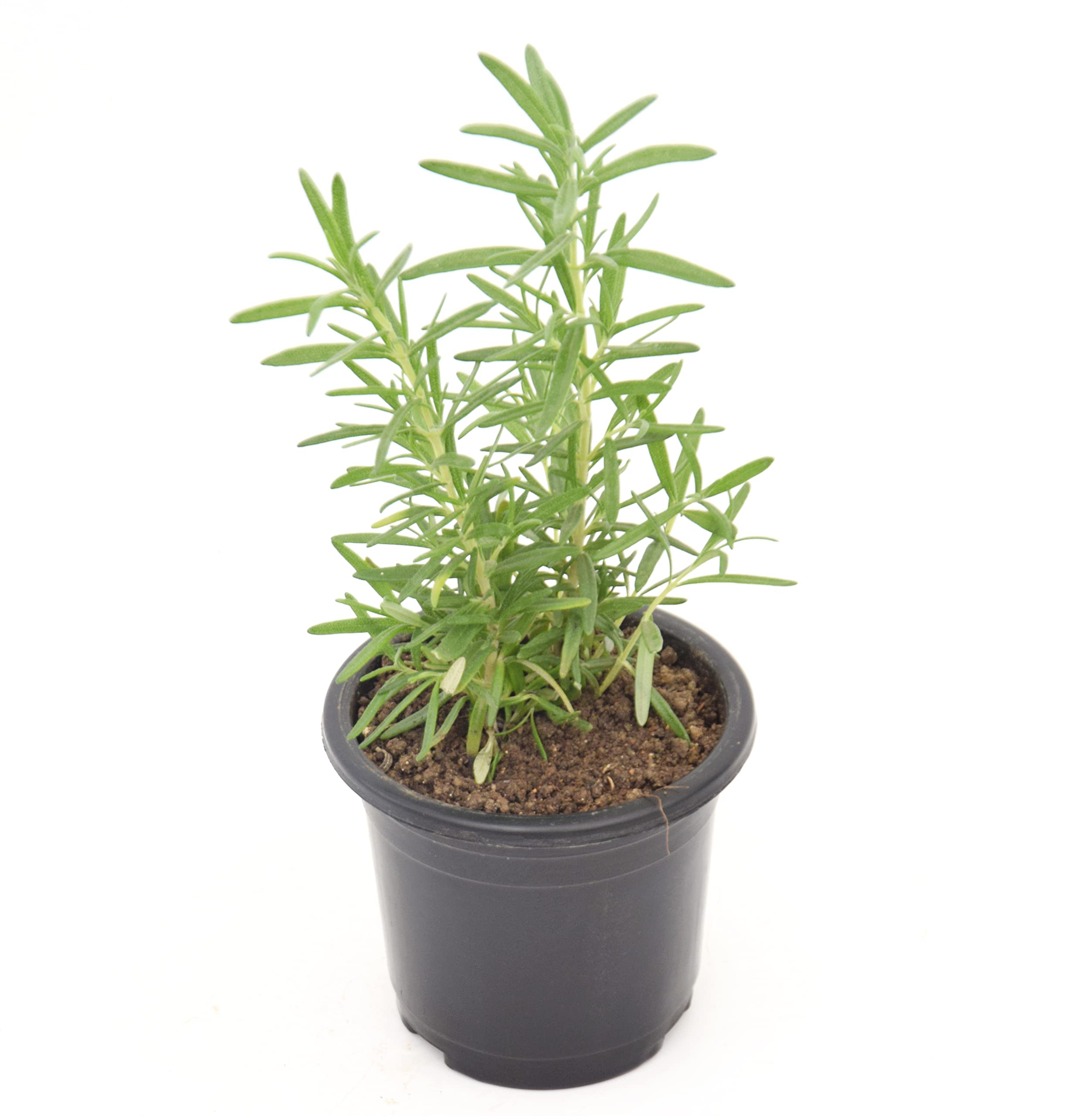 VH Veryhom Veryhom Rosemary Live Plant (Gulmehandi), Salvia Rosmarinus Herb Plant (B09VLZW5T6) Amazon Price History, Amazon Price Tracker