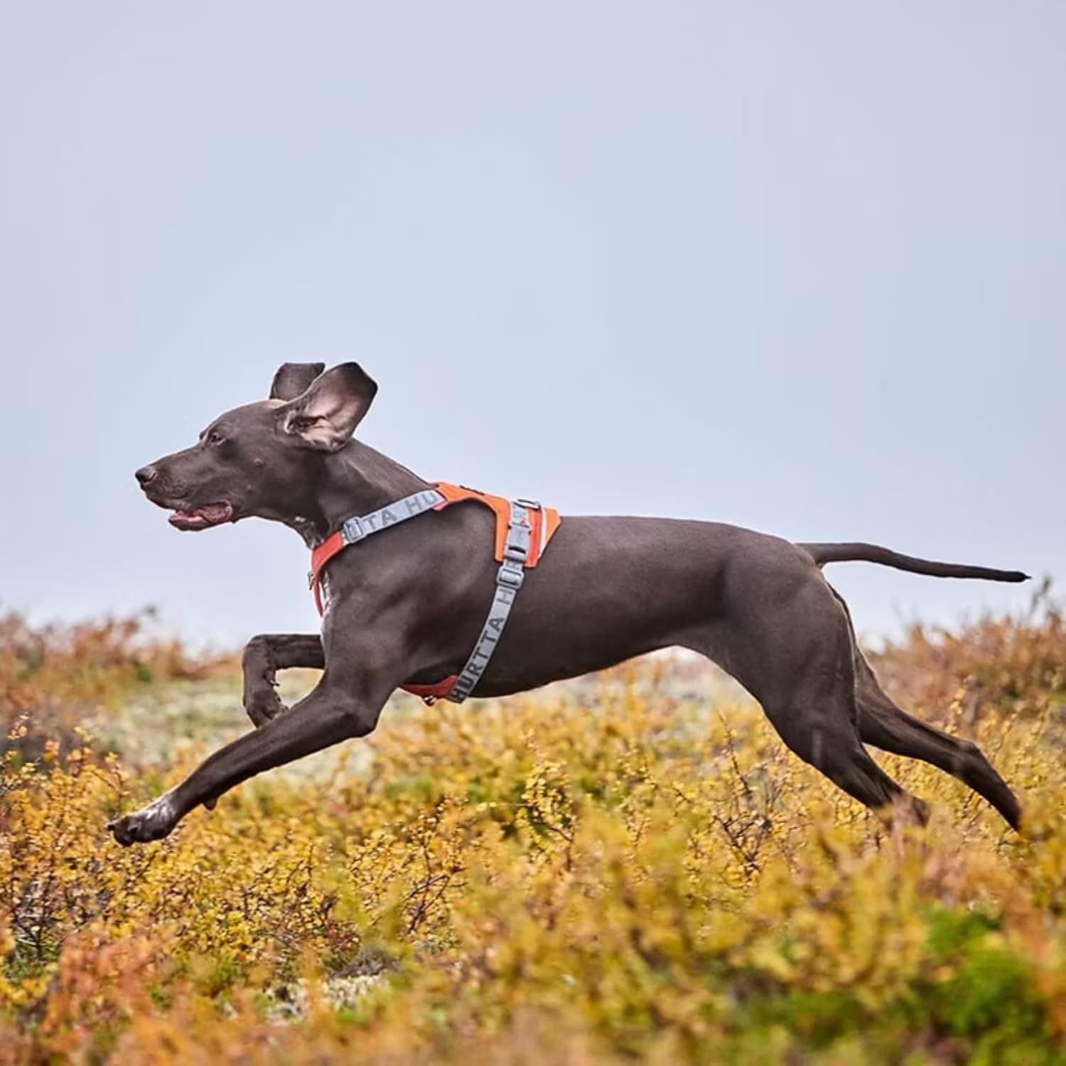Hurtta Rover Hundegeschirr (Cinnamon, Orange, 55-70 cm)