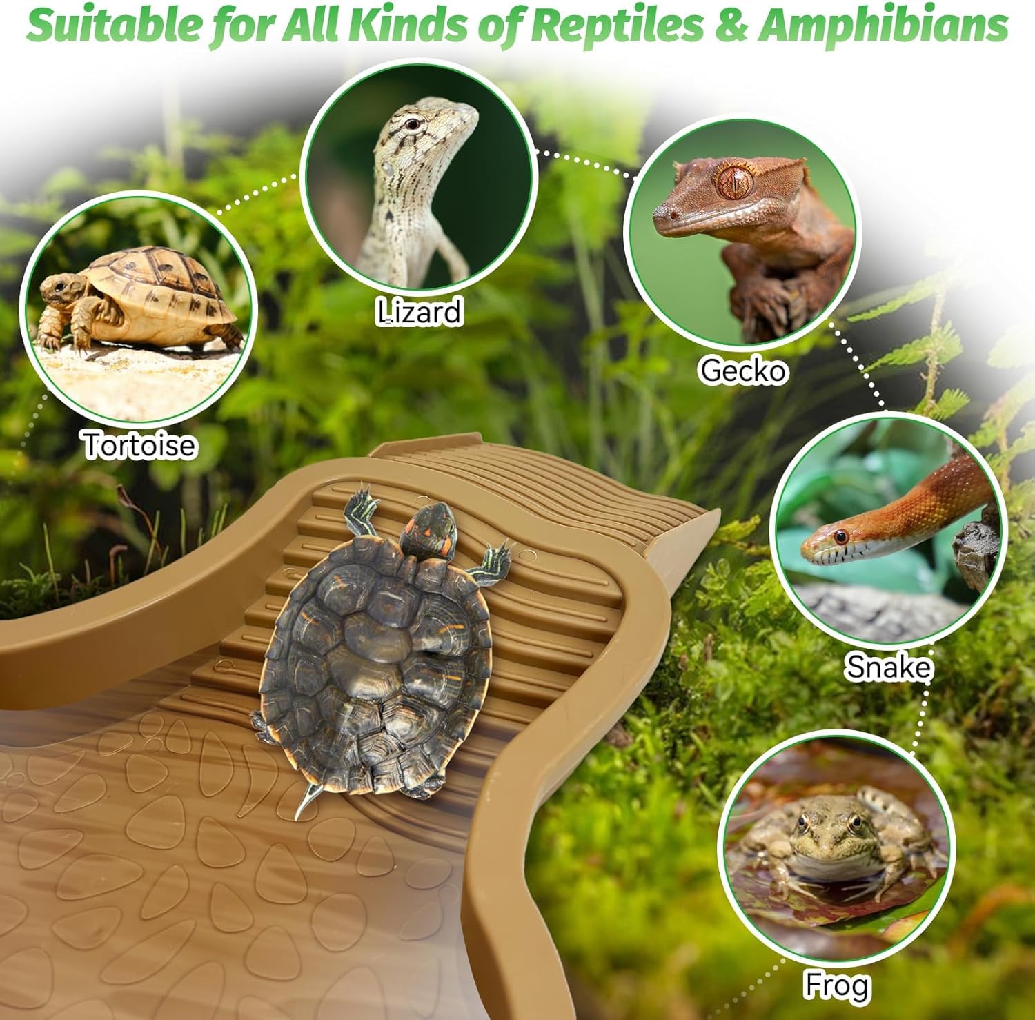 MEISO Abreuvoir Tortue Terrestre, Plat d'eau Bassin pour Tortue de Piscine avec Rampe, Bol d'eau pour Reptiles avec Échelle, Mangeoire Tortues Terrestre, pour Tortues, LéZards Et Gecko (Brown)