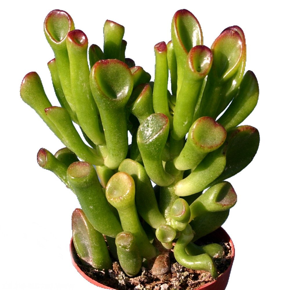 Amazon.com : ET Fingers Crassula - Rare - 2" Pot : Patio, Lawn & Garden