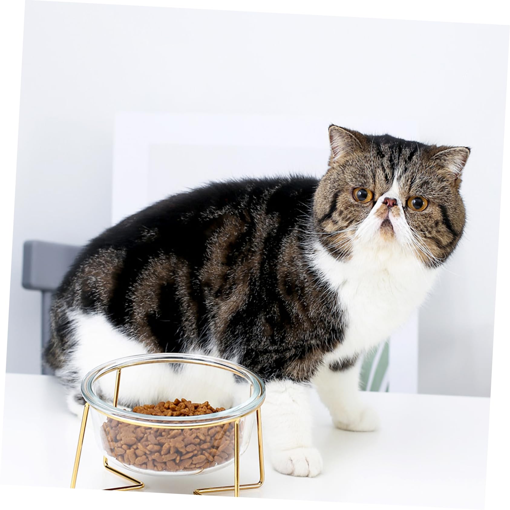 CIYODO High Base Cat Feeder Tall Raised Dog Bowl Wide Pet Bowl Elevate Cat Dog Feeder Oblique