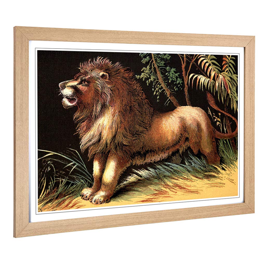 Big Box Art Framed Print of Vintage 1880 Male Lion Design | Wall Art Picture | Home Decor for Kitchen, Living Room, Bedroom, Hallway, Oak, A2 / 24.5x18 Inch / 62x45cm