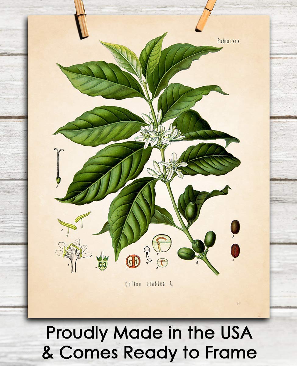 Amazon.com: Vintage Coffee Plant Botanical Wall Art - Give Your Home A  Touch of Elegance With Plant Pictures Wall Art, Unframed 11x14 Botanical  Decor Poster Prints : Buzz Unplugged: Home & Kitchen