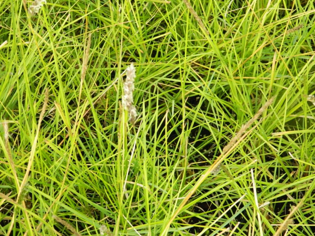 6x Bluegrass - Sesleria autumnalis | 9x9 cm pot