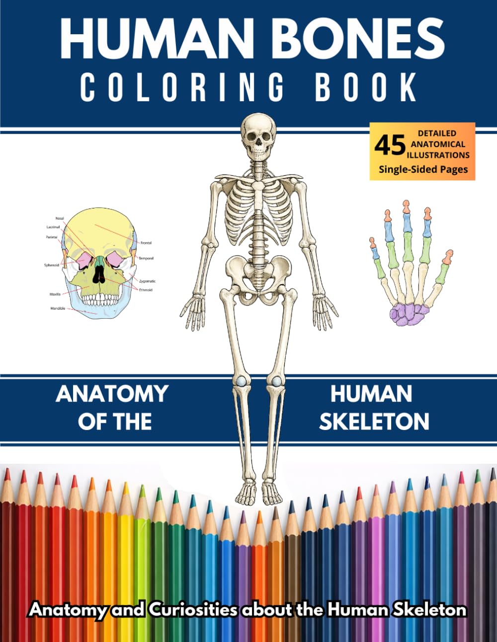 HUMAN BONES COLORING BOOK: ANATOMY OF THE HUMAN SKELETON: Anatomy and Curiosities about the Human Skeleton for all ages