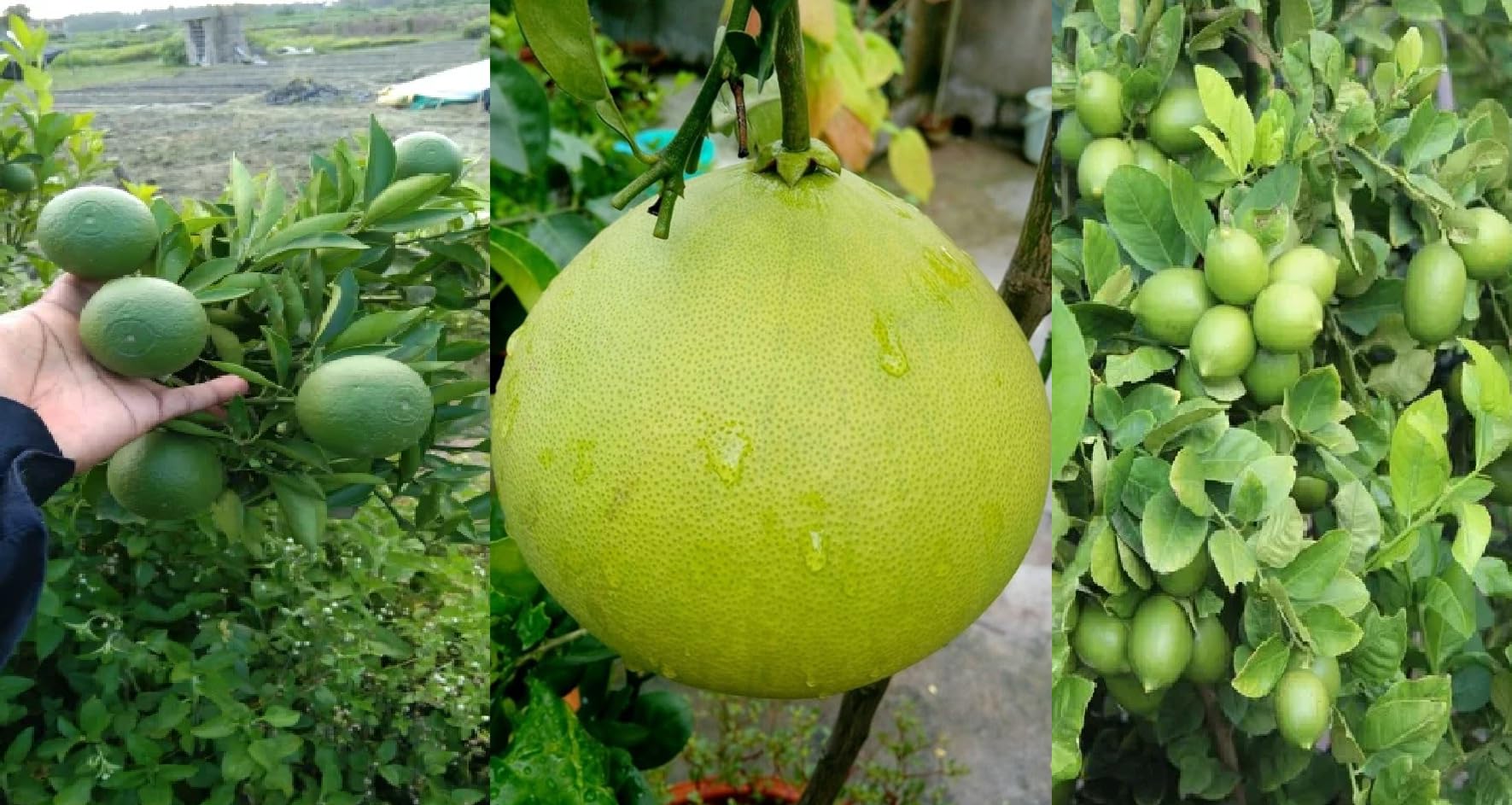 Golden Bloom 3 Types Lemon Fruit Plants Combo Pack Of 3 (Hybrid seedlees Lemon,Grafted Hybrid Malta Lemon and Hybrid Pomelo Lemon Live PLants) Combo Pack Of 3 (B0BM5YBGRJ) Amazon Price History, Amazon Price Tracker