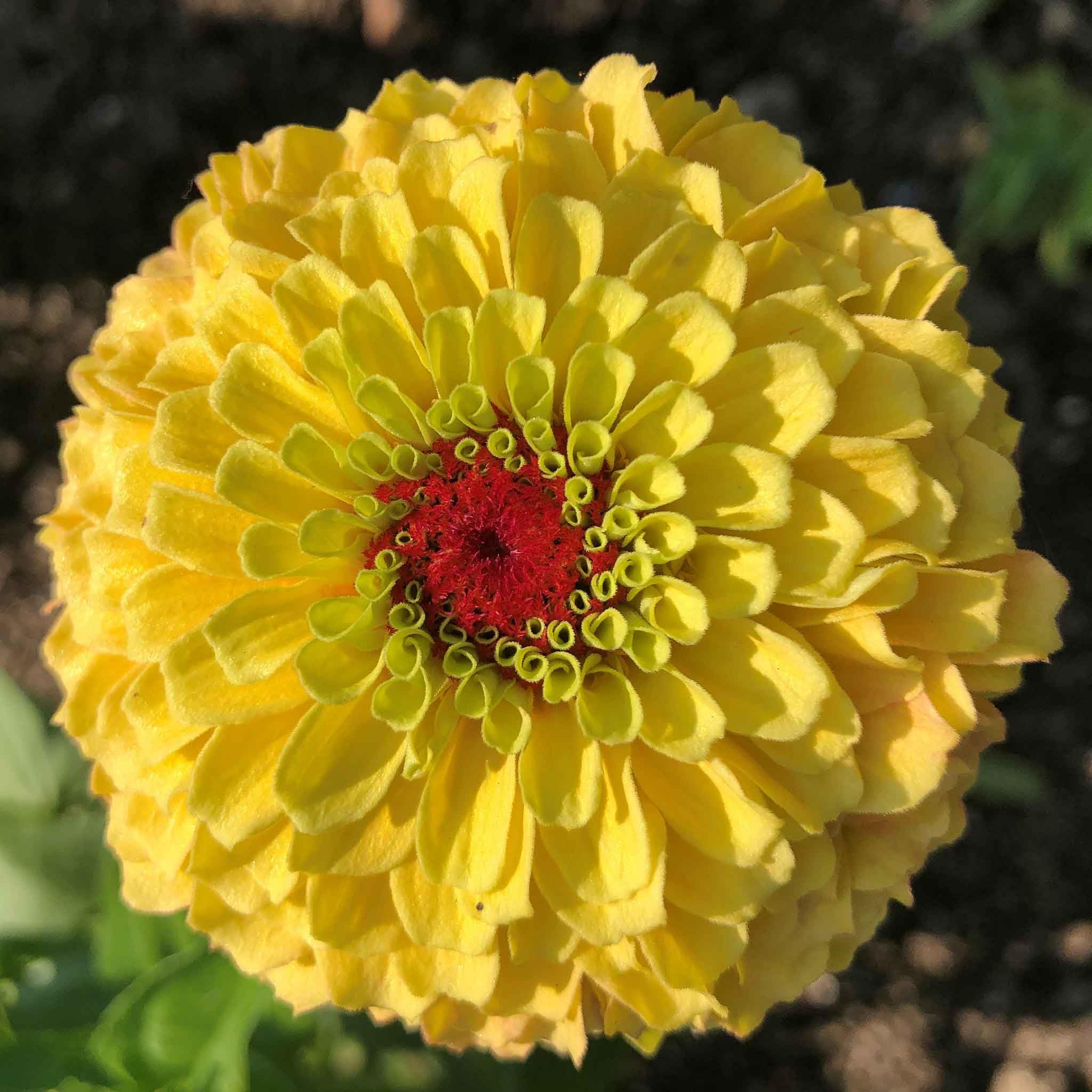 Eden Brothers Zinnia Seeds - Queeny Lemon Peach, Non-GMO Seeds for Planting, Packet | Low-Maintenance Flower Seeds, Plant During Spring, Zones 2, 3, 4, 5, 6, 7, 8, 9, 10, 11