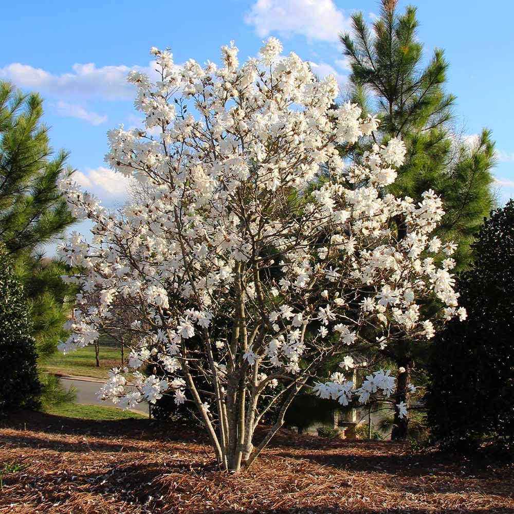 Magnolia giapponese "Magnolia Stellata" pianta in vaso ø26 cm h. 100/150 cm Vivaio di Castelletto