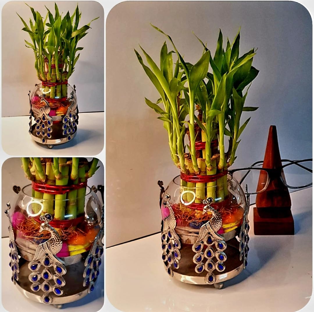 R.R.V. INTERNATIONAL Lucky Bamboo Plant 2 Layer with Round Glass Pot and Metal Design Stand for home, Office (B09VCCDY6L) Amazon Price History, Amazon Price Tracker