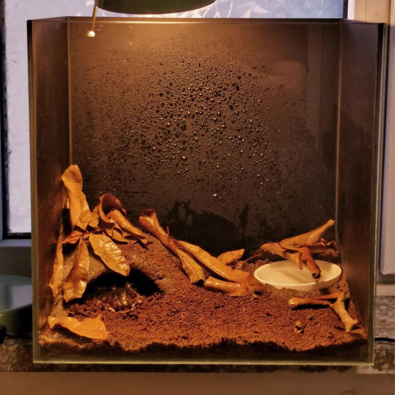 BNOSDM Reptile Soil Substrate Fluffy Small-Strand Reptile Substrate and Snake Bedding Clean Natural Terrarium Bedding for Lizards Snakes Tortoises Tarantulas - image 6