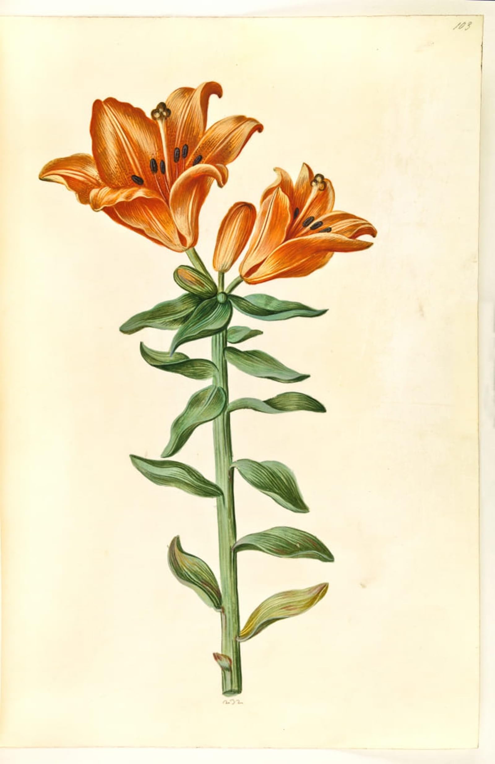 Artxlxxbn No Frame Famous Print Painting Colorful Art Print Bulbiferous Lily By Hans Simon Holtzbecker Canvas Art Decorations For Home Decor 60X90cm
