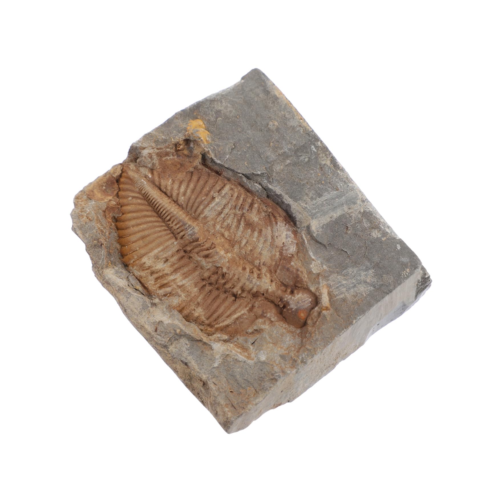 Fossile Trilobite Autentico Specimen di Paleontologia per Ragazzo Ragazza e Adolescenti, Giocattolo Educativo e Decorazione da Scrivania per Ufficio o Dormitorio