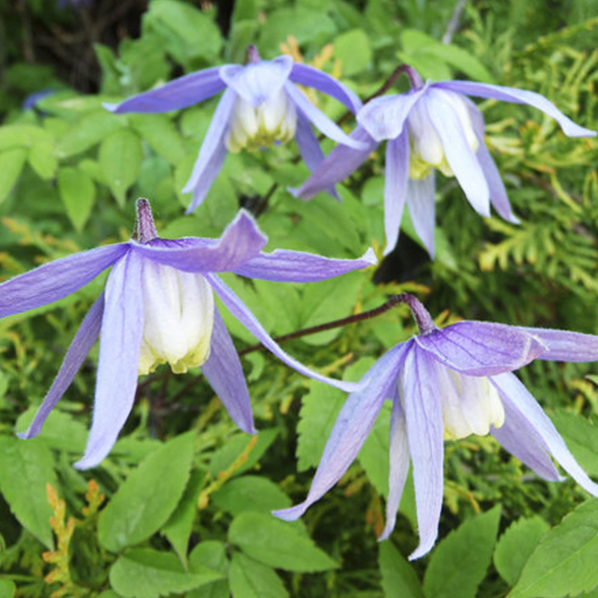 GardenersDream Clematis Alpina - Kletterpflanzen Winterhart Blau - Clematis Winterhart Mehrjährig Pflanze - Balkon Pflanzen Frühblüher