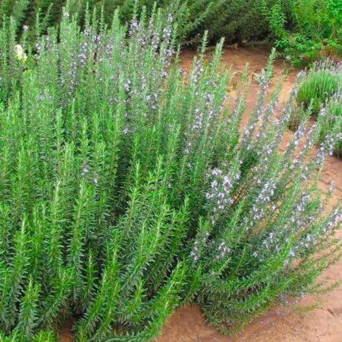 Miniatura 7 de Paquete de 3 plantas de romero azul, planta de romero vivo, 4 a 6 pulgadas de alto, hierbas fragantes, arbustos de hierbas de romero para cultivo en