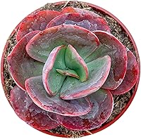 Vista 21 de Suculentas vivas Sedum Adolphi 'Firestorm' (10 cm), plantas suculentas totalmente enraizadas en macetas con tierra, planta de interior de fácil