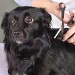 Professional Pets Grooming Scissors Set Stainless Steel Dog Eye Scissors Thinning Shears Tool kit for Dogs and Cats