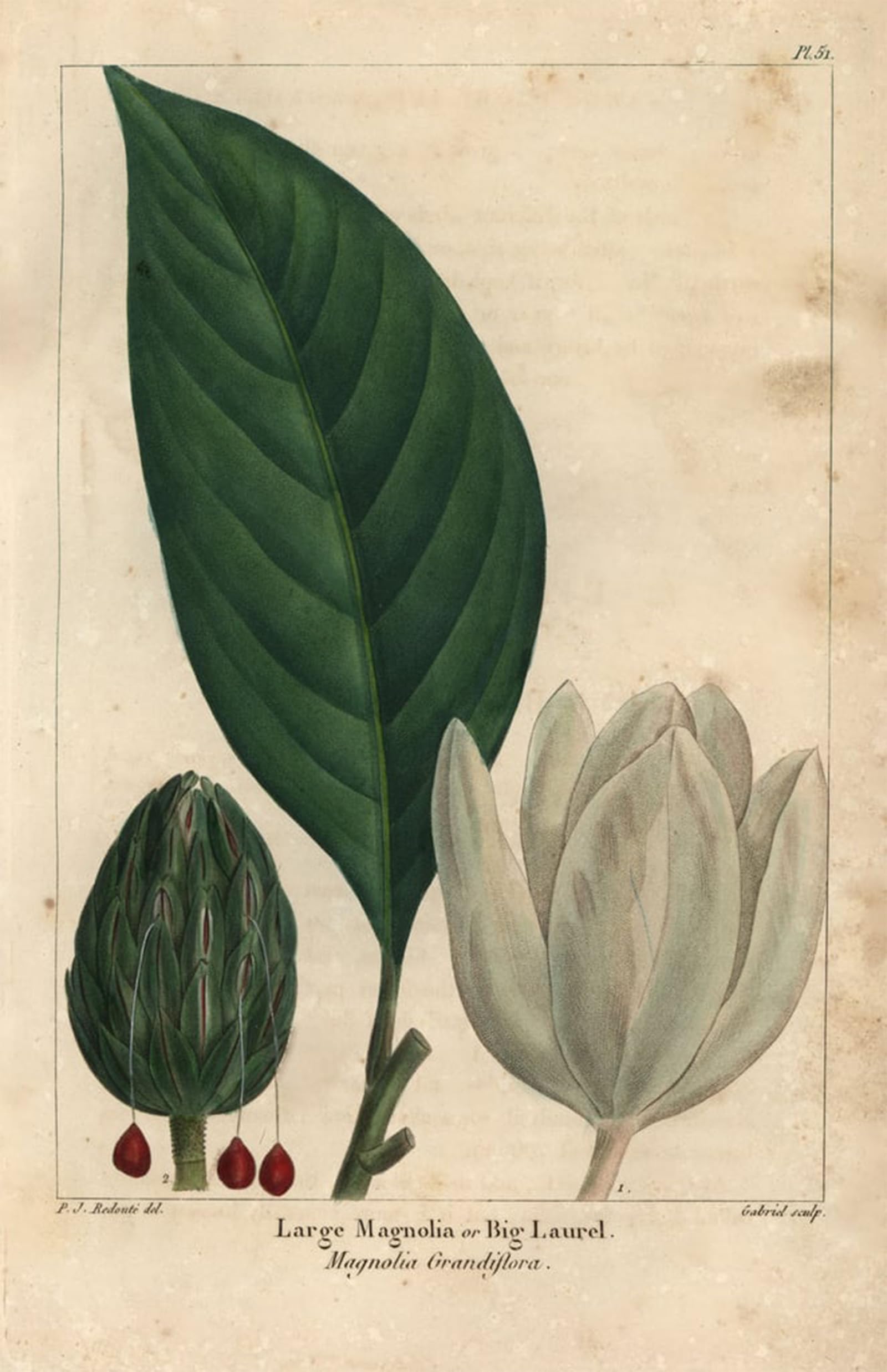 ARTXLXXBN Famous Art Print Poster Vintage Wall Art Large magnolia tree big laurel Magnolia grandiflora by Pierre Redouté Canvas Art Poster for Home Decor 60x90cm