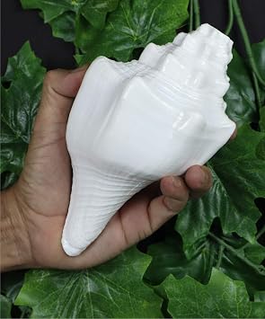 ASHIRWAD Blowing Shankh Vamavarti Dattatreya - Conch Shell - Puja Ritual - Shankhnaad (Shankh-03)
