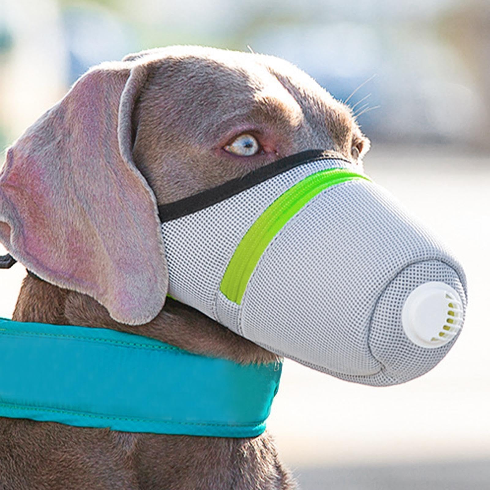 Muselière réglable et respirante pour chiens de petite et moyenne taille idéale pour le dressage, la marche, l'alimentation et éviter de lécher à l'extérieur