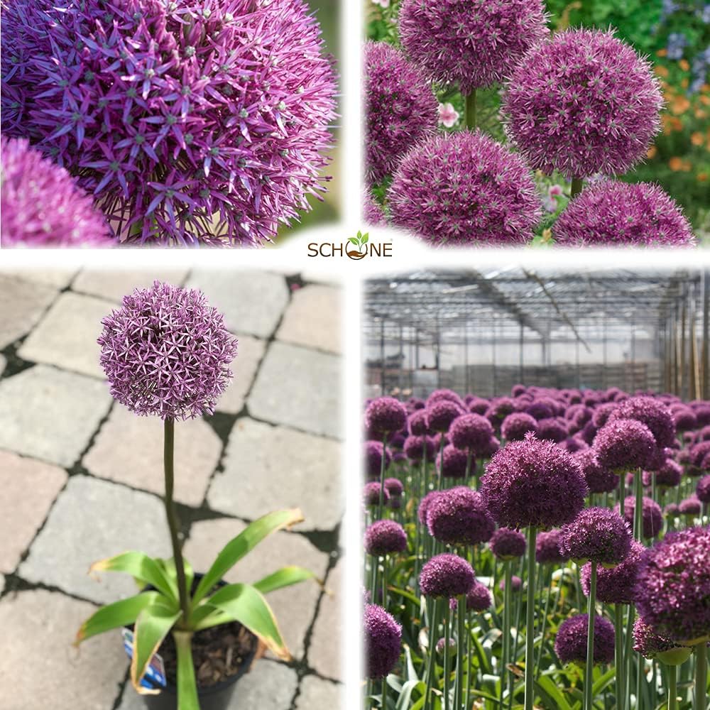 1 x Allium His Excellence RHS Plants for Pollinators Perennials