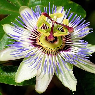 Passiflora 'Caerulea' Semi-Evergreen Hardy Compact Garden Shrub | 9cm Pot