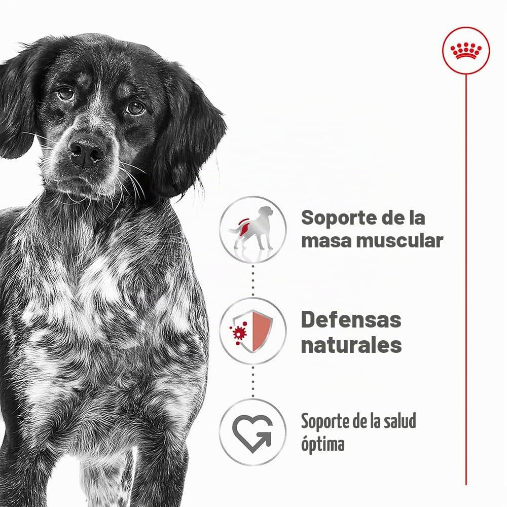 Royal Canin Medium Adult | 10 x 140 g | Alimento completo para perros adultos medianos de 11 a 25 kg | De 12 meses a 10 años