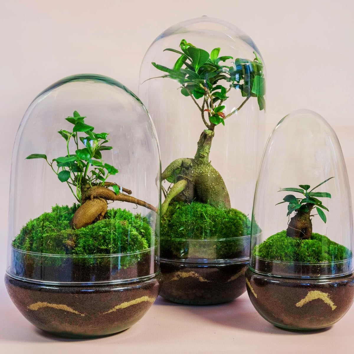 Terrario Plantas Cristal - Cúpula con Ficus Ginseng | Jardin Eterno en Cristal o Ecosistema Cerrado | Ideal para Decoración Hogar | Terrarios Autónomos | Mediano, 30 cm x 19 cm