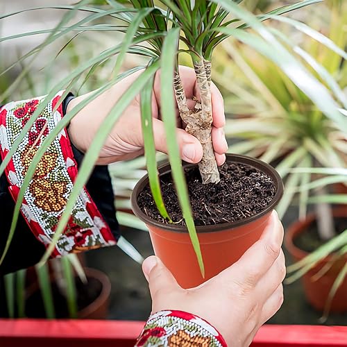 Vista 35 de Augshy 120 macetas de plástico para vivero, macetas de inicio de semillas para interiores y exteriores (4,5,6 pulgadas)