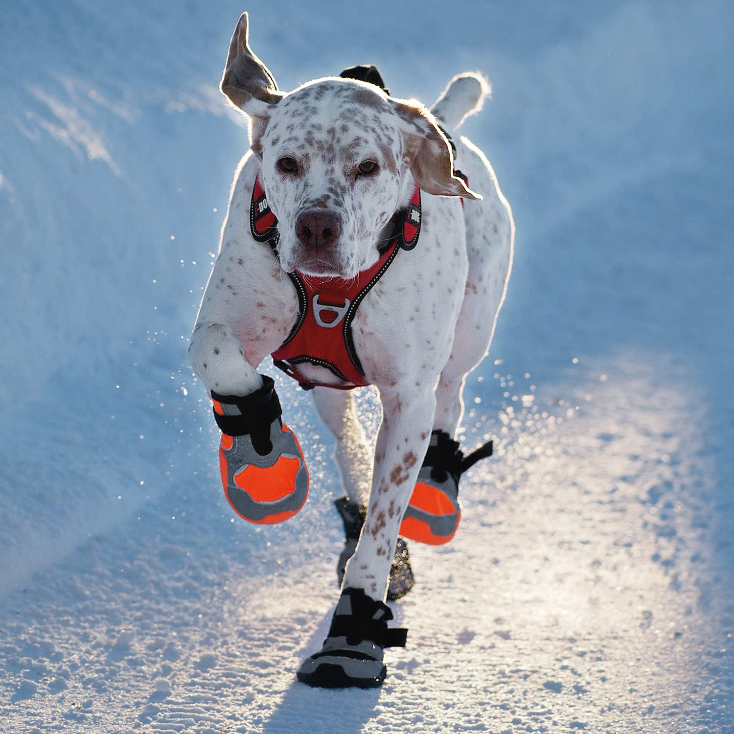 I-dog Chaussures pour Chien Pad N’Protect Polar Khan