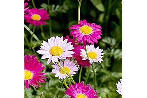 Tanacetum Chrysanthemum Cinerariifolium 500 Premium Seeds for Outdoors Gardens or Cut Decorative Flowers
