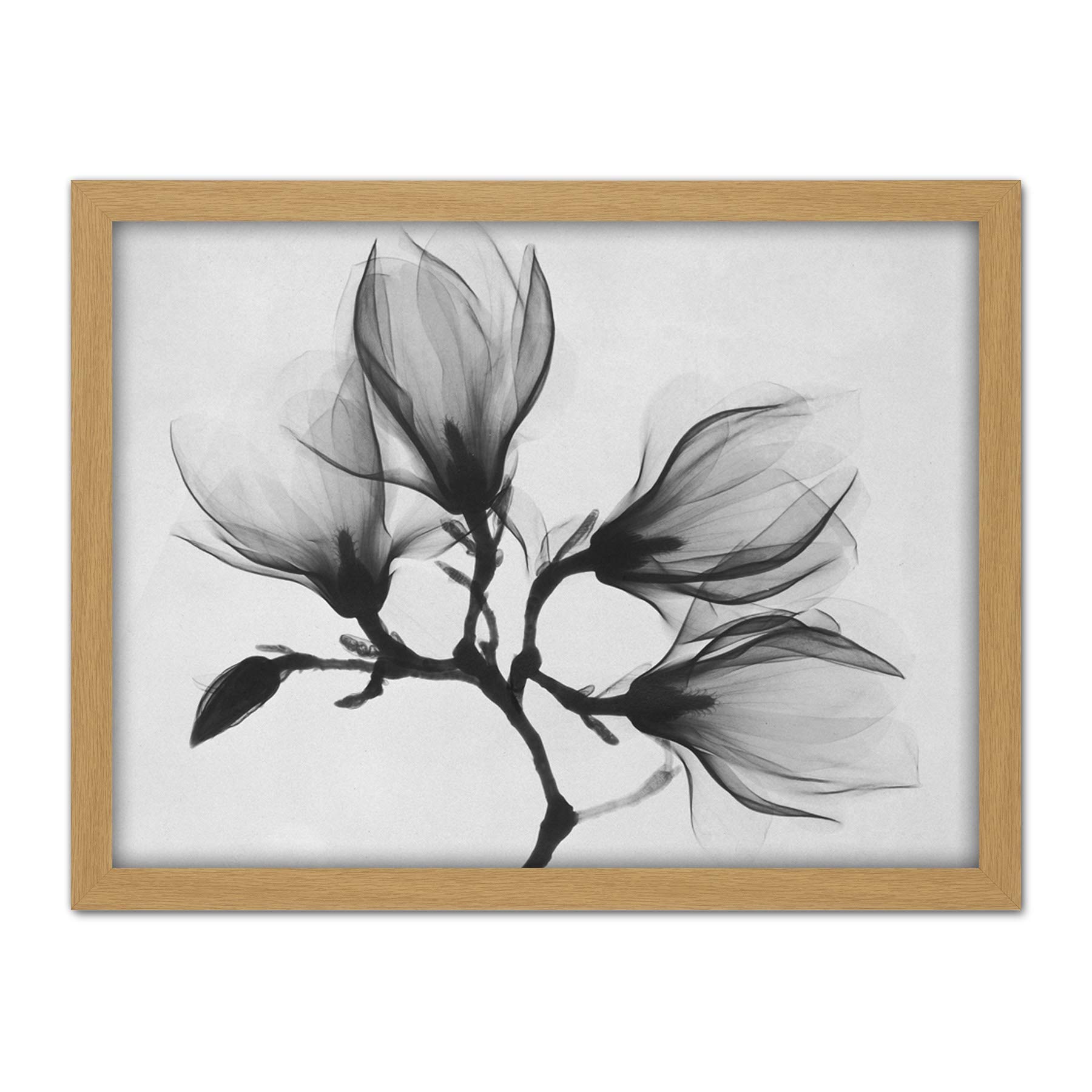 Wee Blue Coo Magnolia Branch Xray Artwork Framed Wall Art Print 18X24 Inch