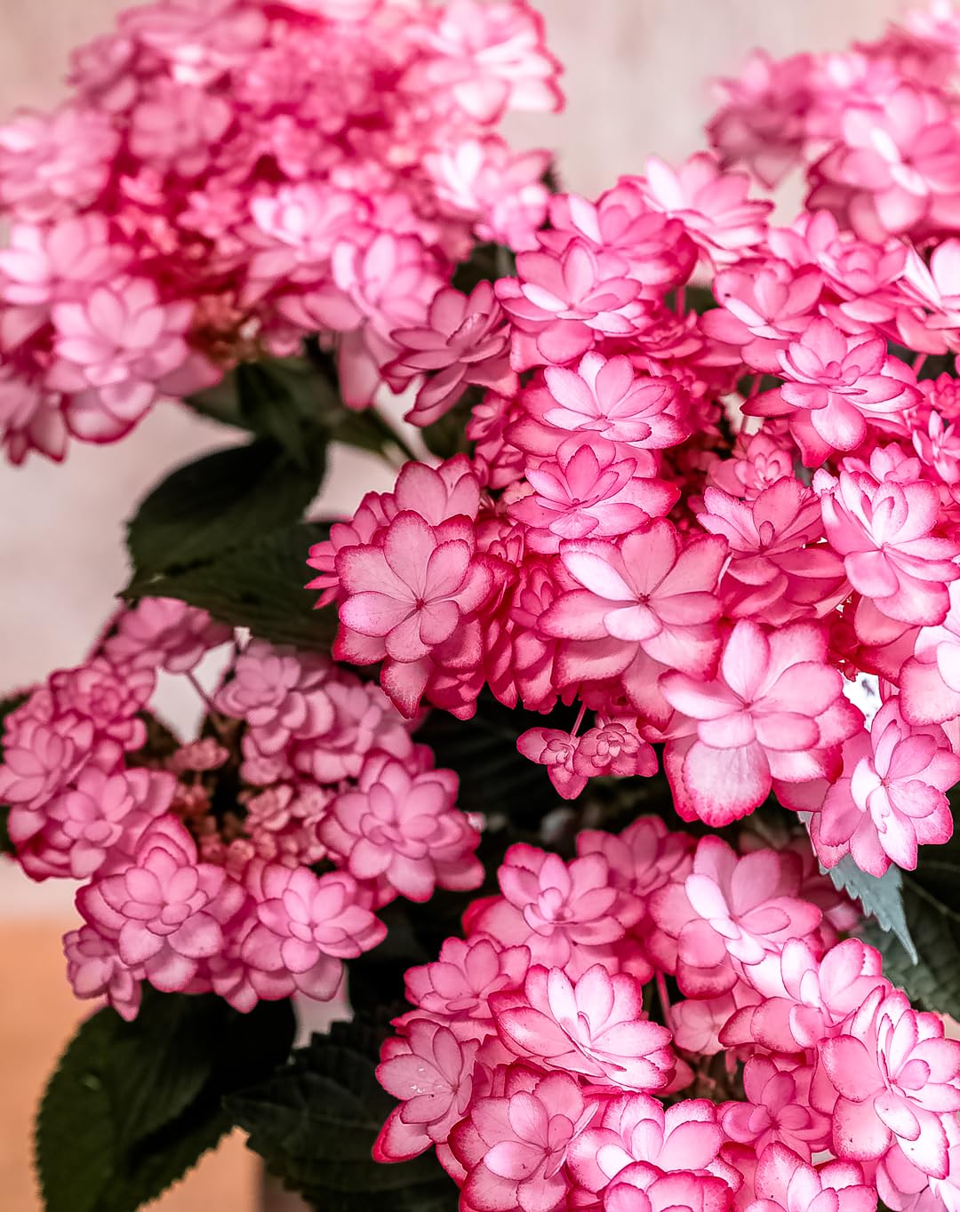 Amazon｜母の日 ギフト アジサイ 品種おまかせ 鉢花 鉢植え フラワー