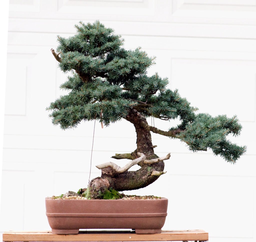 Graines de pruche des montagnes de l'Ouest (Tsuga mertensiana) Morceaux Arbuste Arbre Bonsaï Paquet de 500 graines
